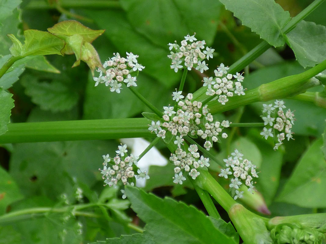 Apium nodiflorum